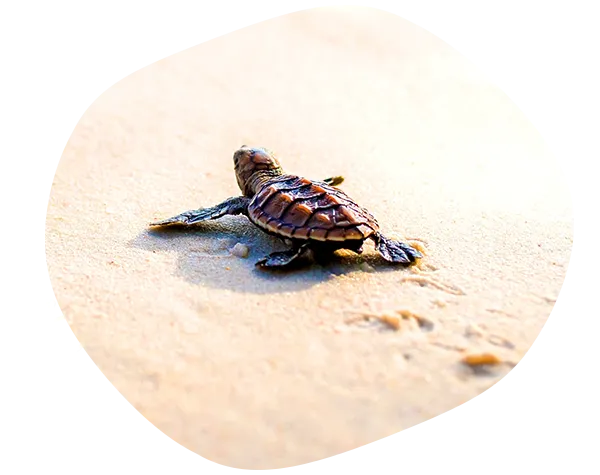 海龜保育