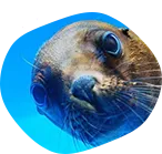 海獅 海獅