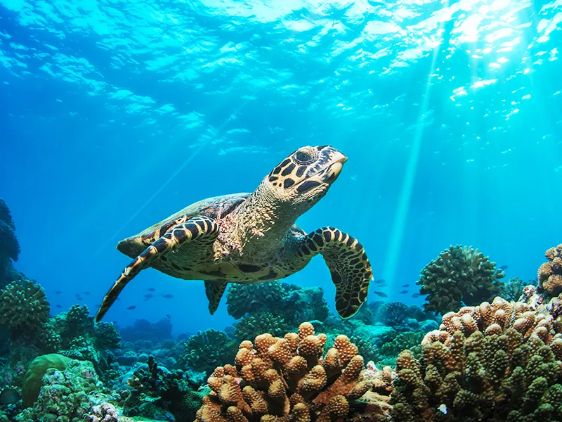 馬尼拉、克拉克