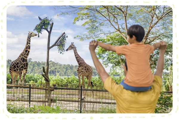 新加坡動物園長頸鹿