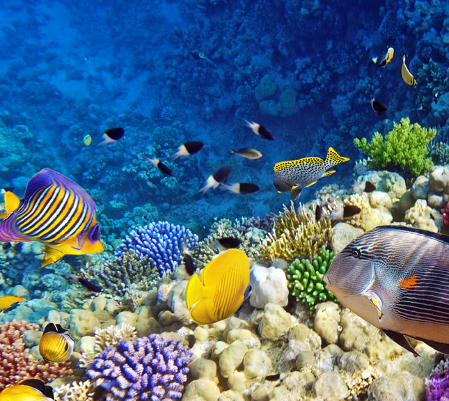 沖繩 輕鬆遊◆青洞浮潛◆即訂即購》沖繩3天2夜自由行