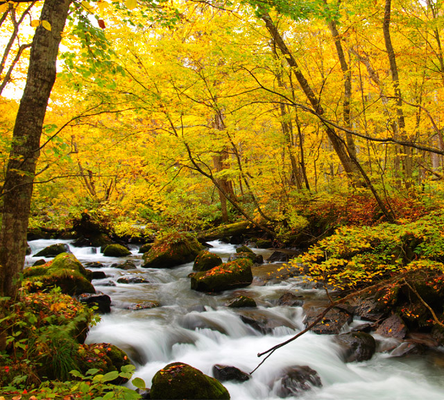 北海道.東北 網路限定◆即訂即購》青森自由配