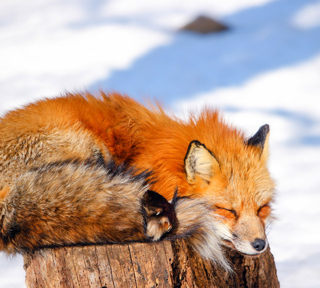 北海道.東北 經典一日遊◆藏王狐狸村&藏王樹冰◆即訂即購》仙台自由配