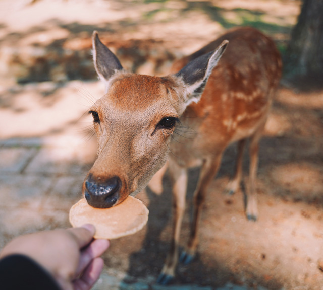 關西 【JR關西地區鐵路周遊券】WEST QR 1日券