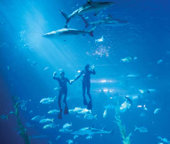 玩美旅行◆濟洲市區酒店◆即訂即購》濟州自由配