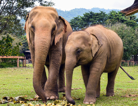 泰好玩◆大象咖啡廳》清邁3天2夜自由行