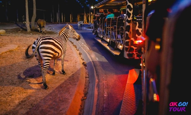 清邁夜間動物園