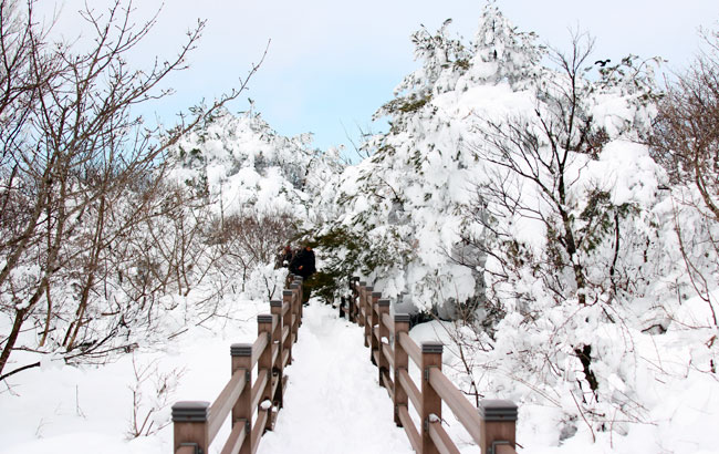 濟州旅遊祭.萬元有找》漢拏山銀河雪.泰迪熊汗蒸幕.海女文化遺產.乙晚濱海飯店3日