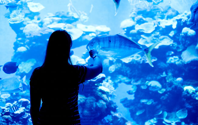 沖繩感謝季》光影水族館.CAVE洞穴探險.琉球名物阿古豬.乙晚溫泉飯店4日